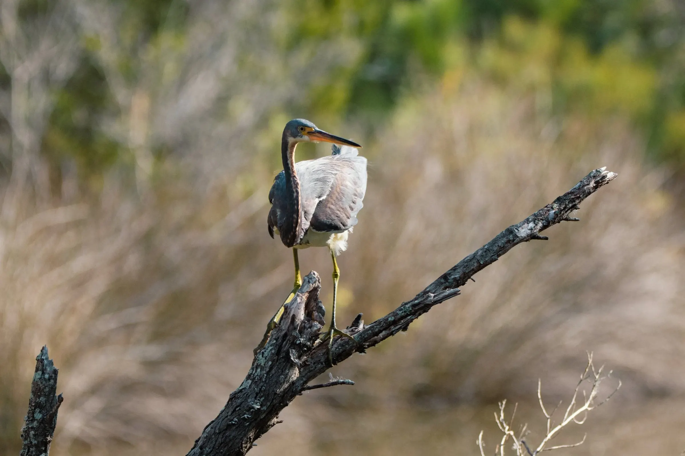 Tricolored Heron — photograph 11