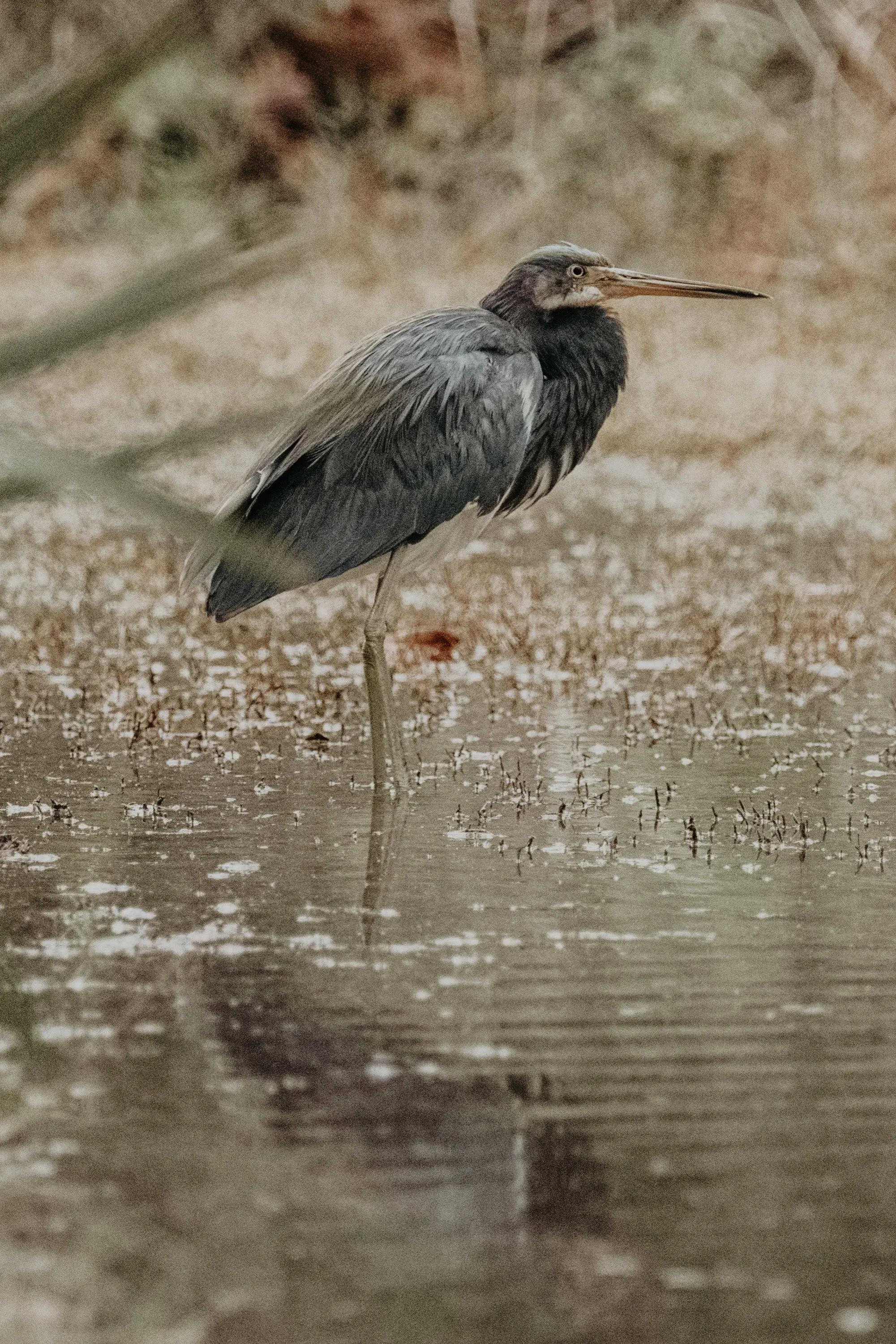 Tricolored Heron — photograph 21