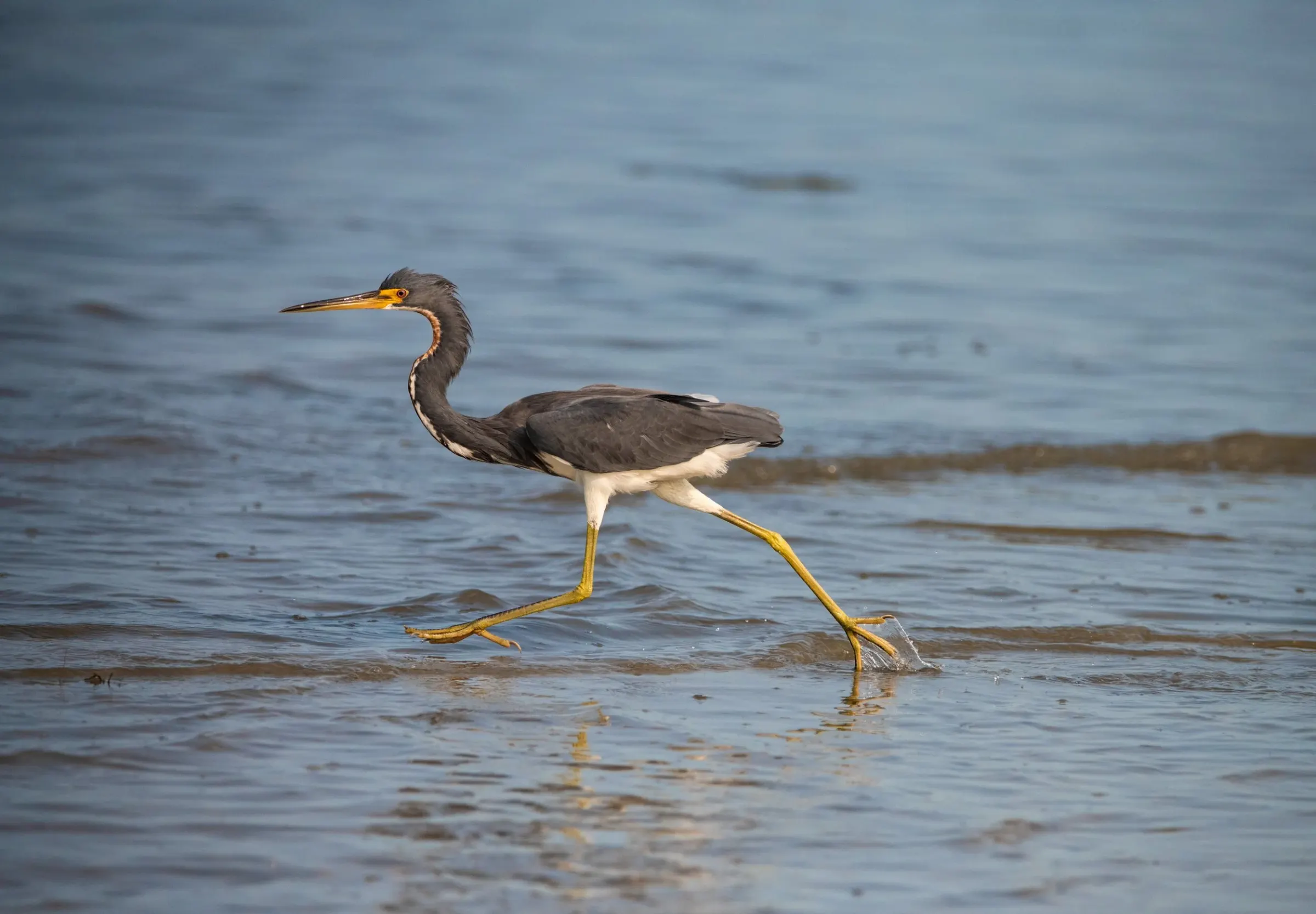 Tricolored Heron — photograph 8