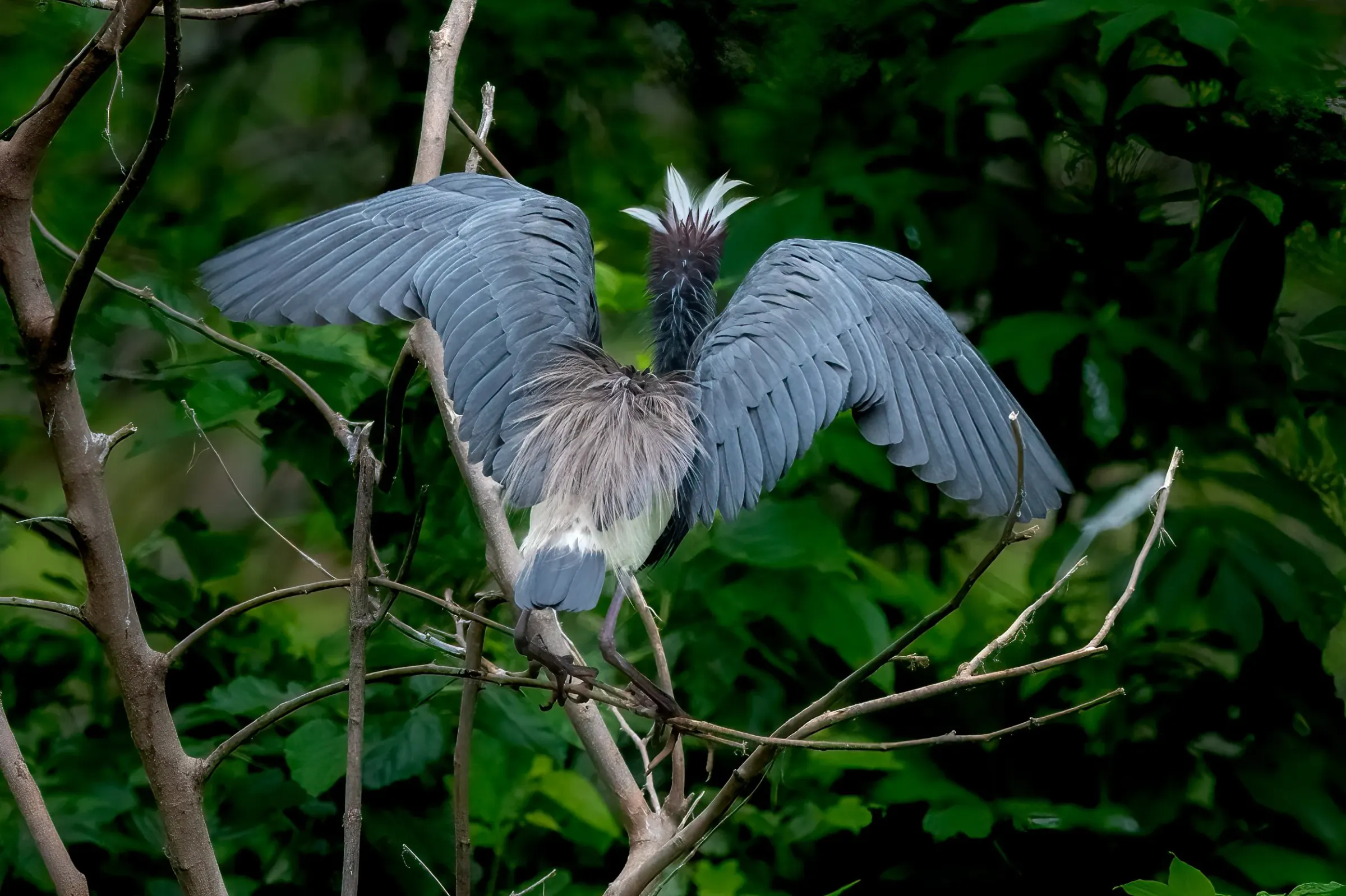 Tricolored Heron — photograph 20