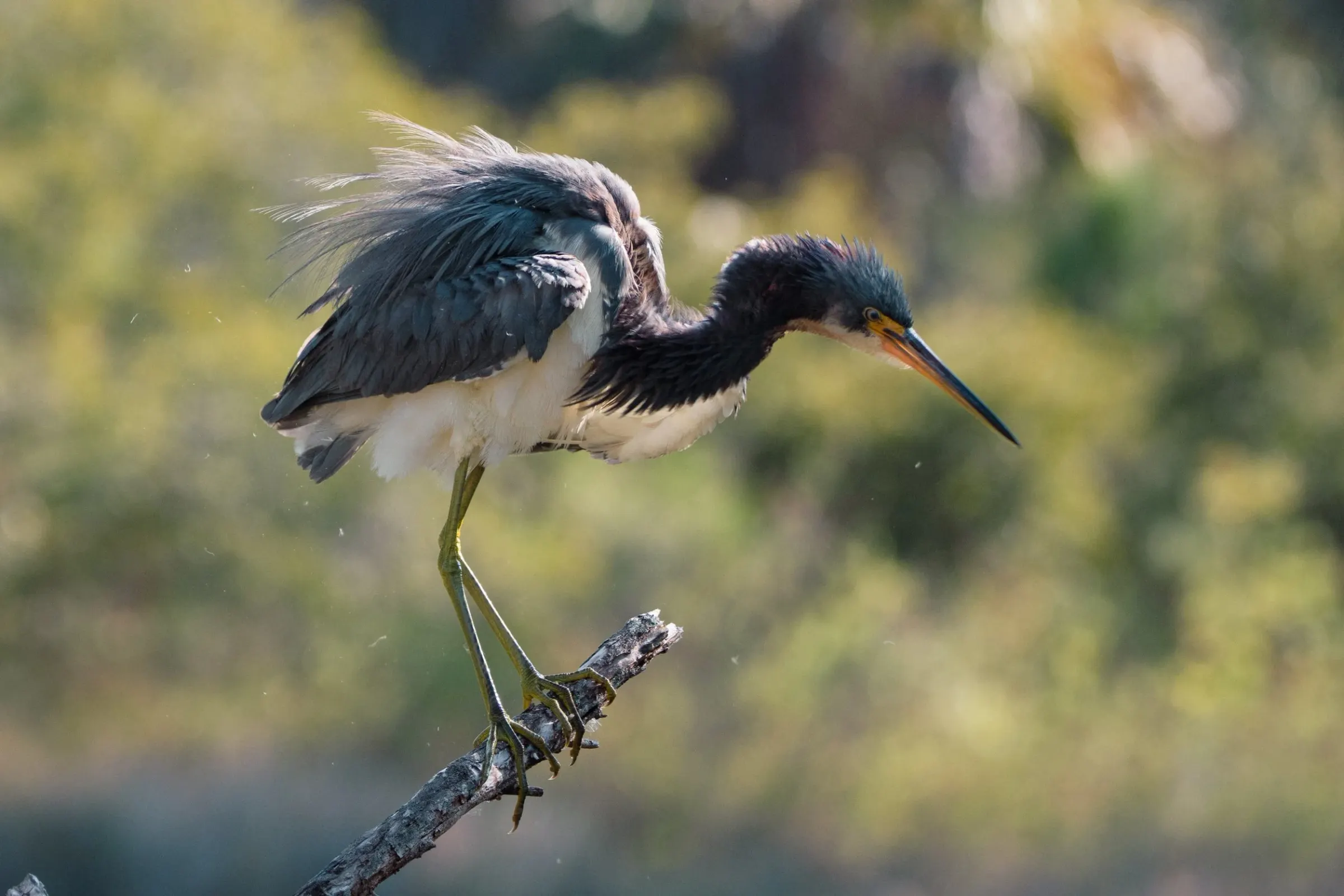 Tricolored Heron — photograph 13
