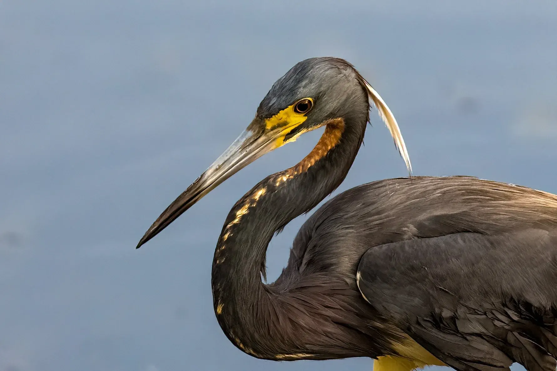 Tricolored Heron — album cover