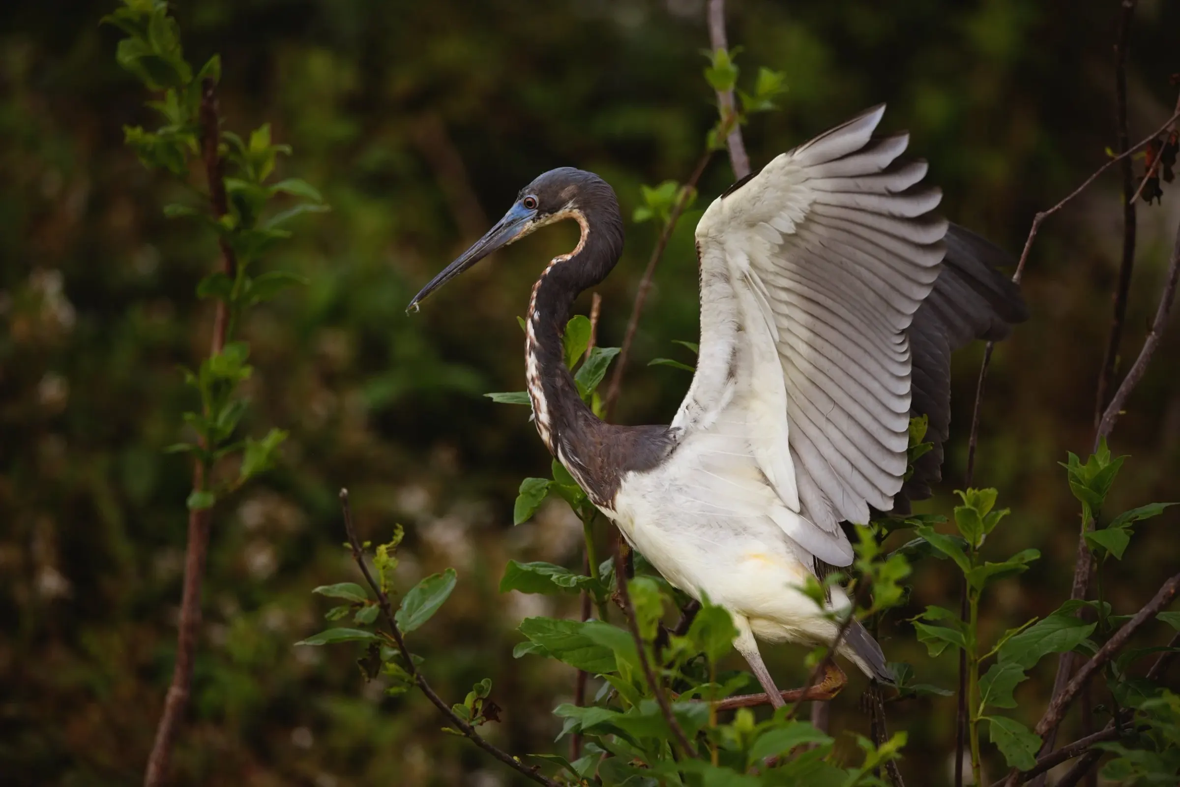 Tricolored Heron — photograph 5