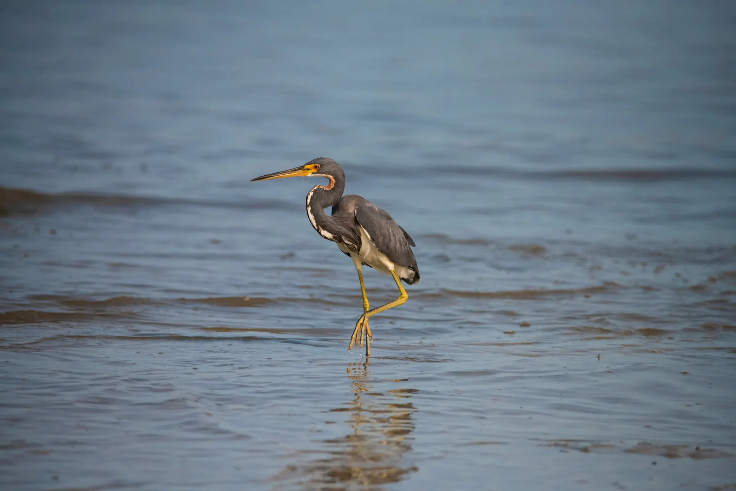 Tricolored Heron — photograph 9