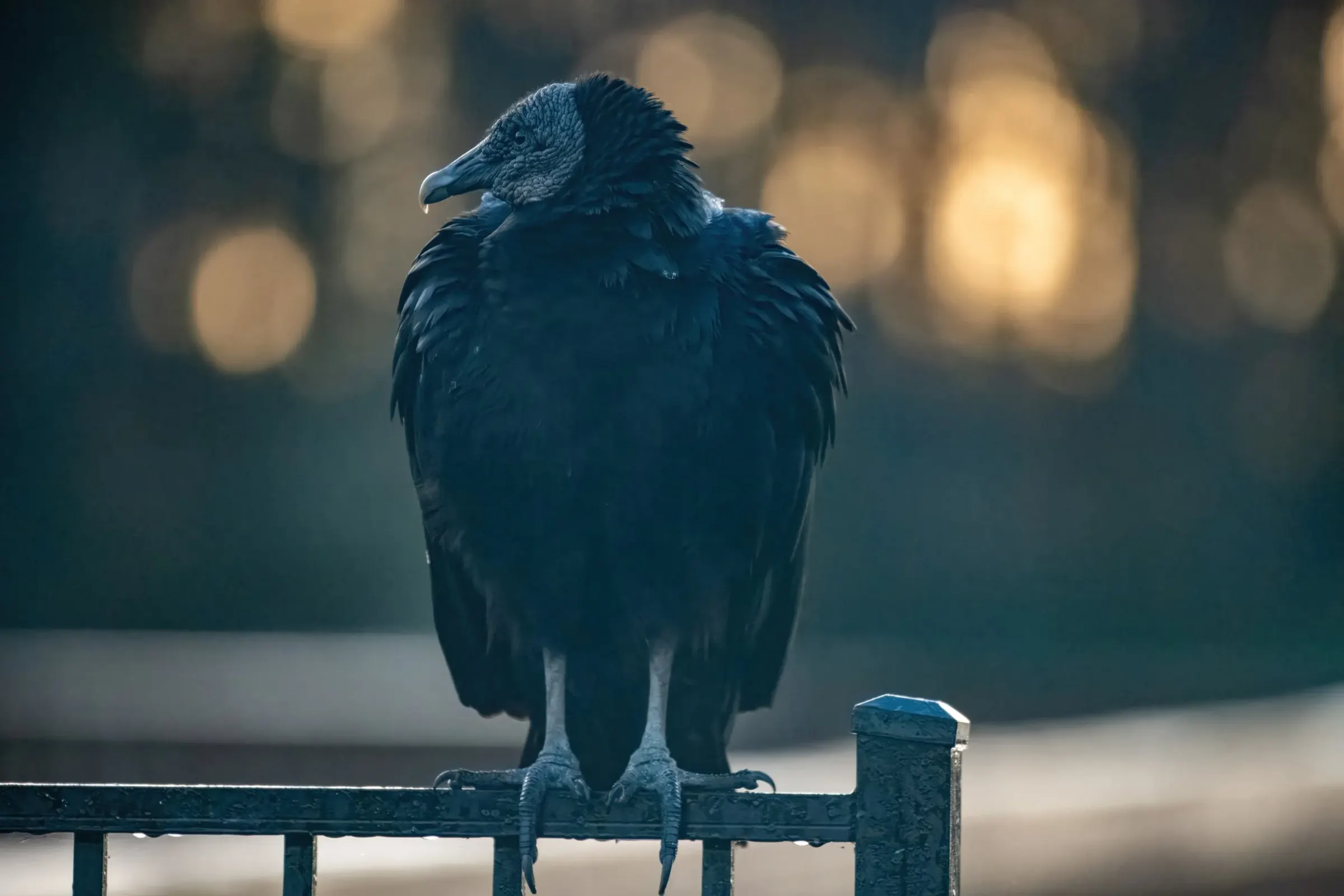 Vultures — photograph 4
