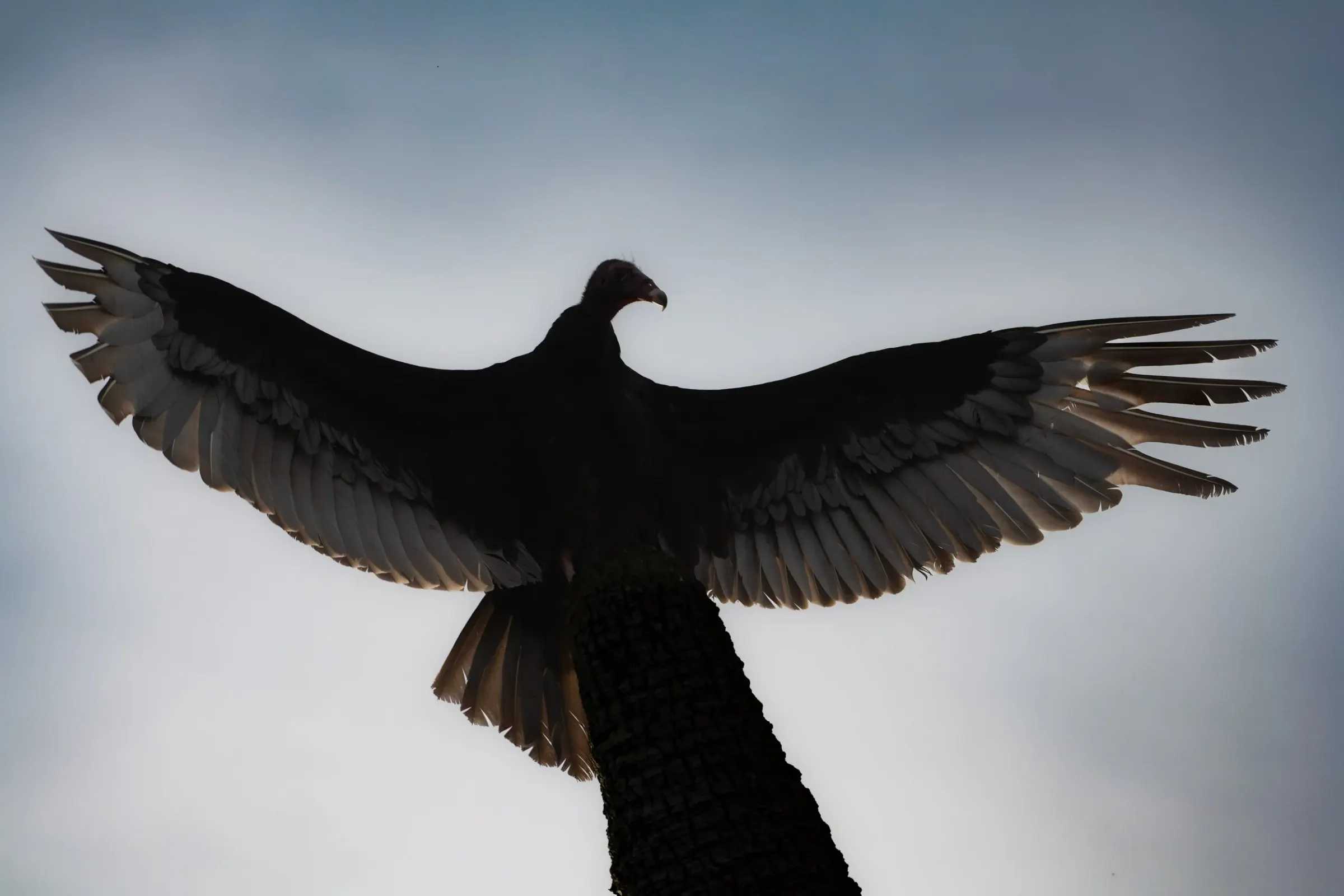 Vultures — photograph 3
