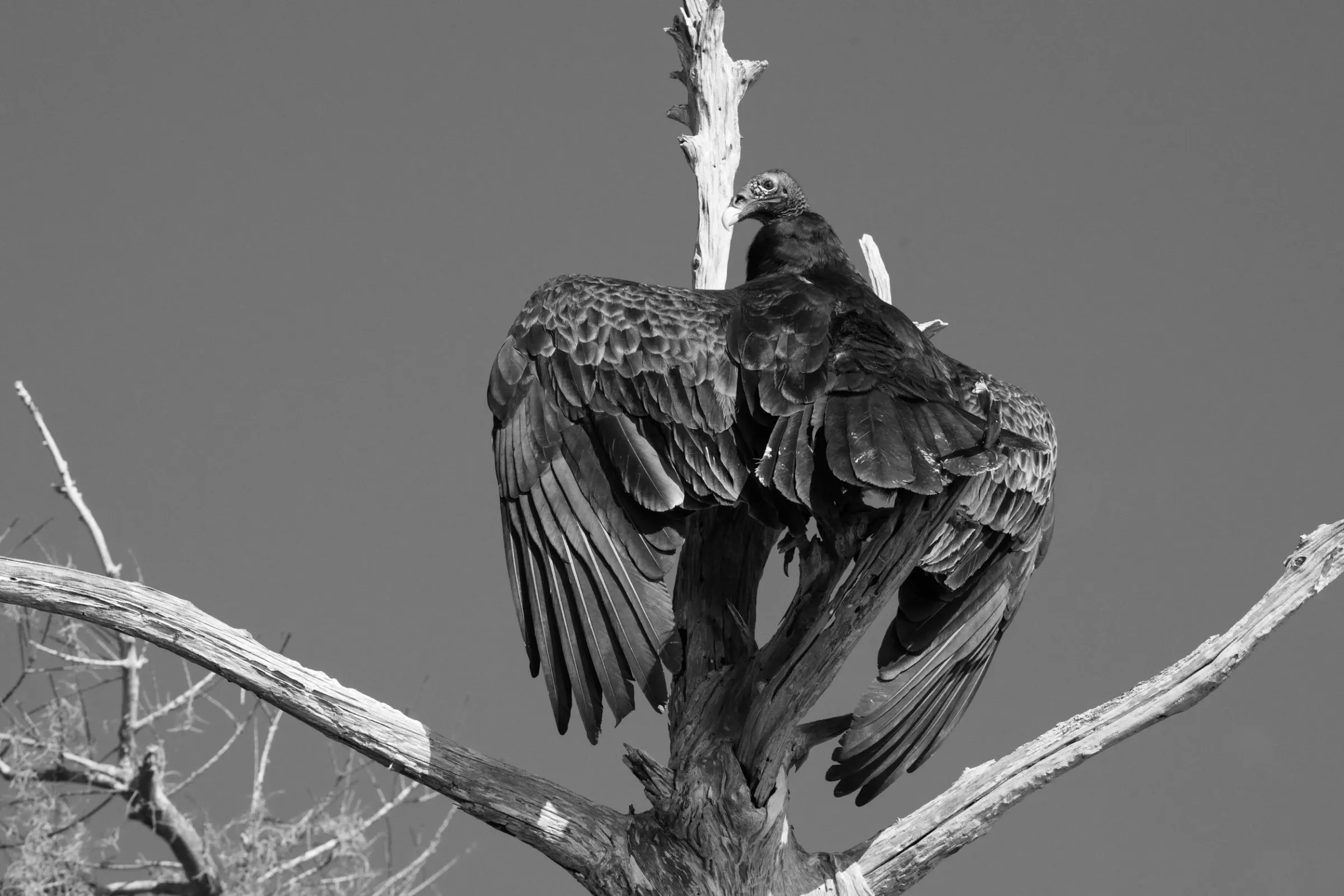 Vultures — photograph 6