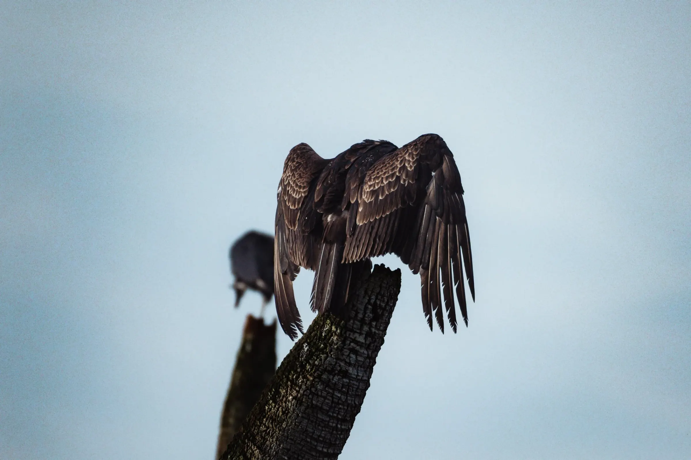 Vultures — album cover