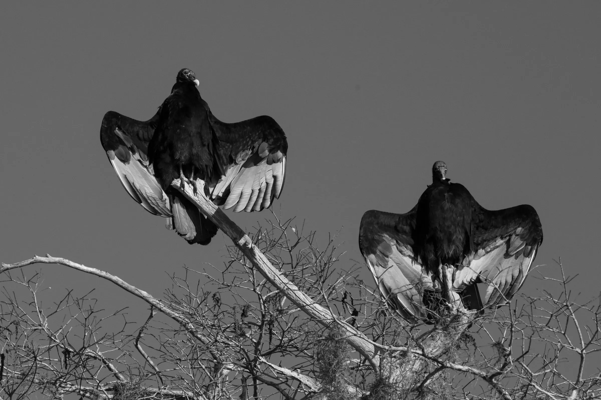 Vultures — photograph 5