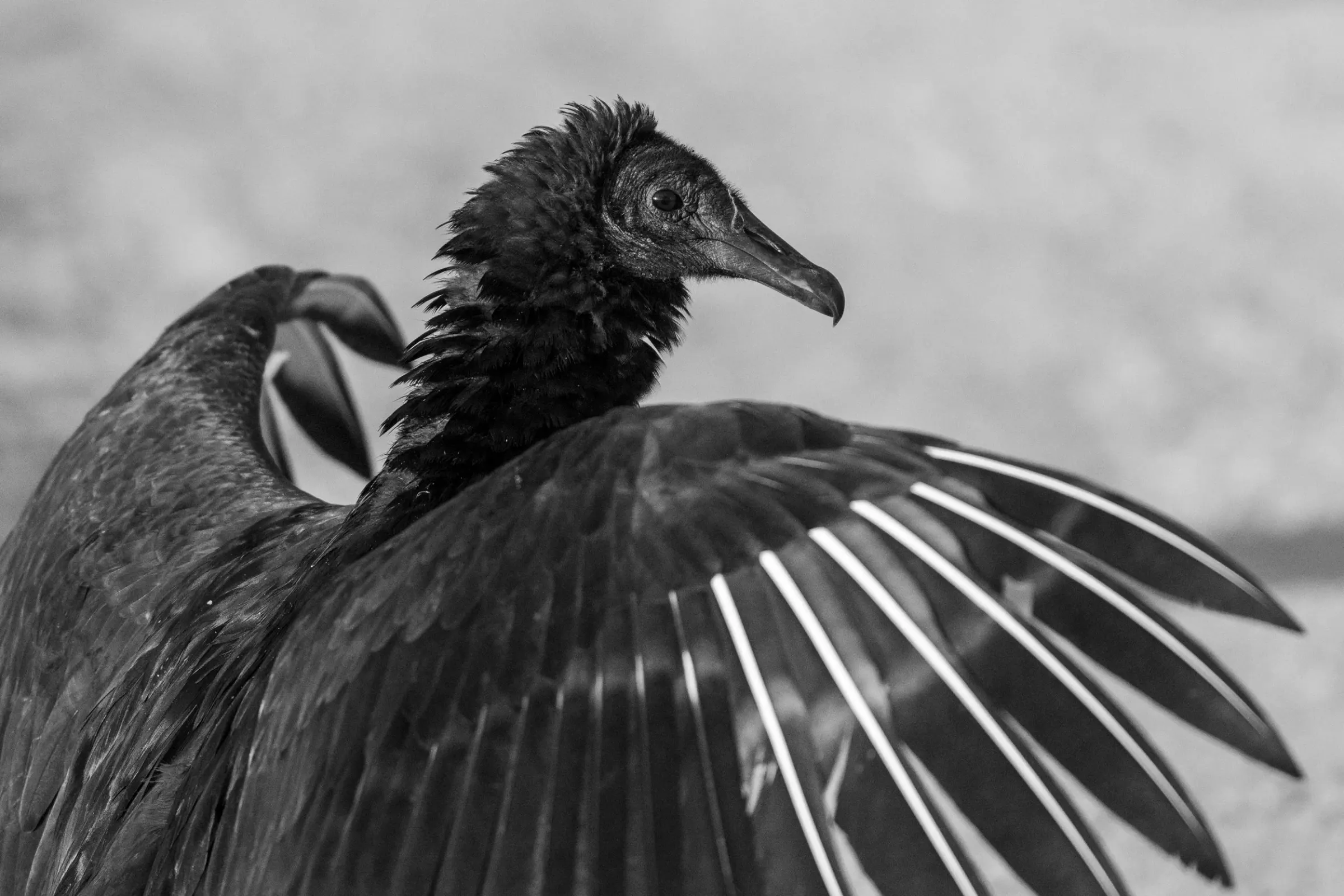 Vultures — photograph 2